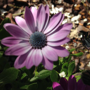 Meet your Posher, Nelly